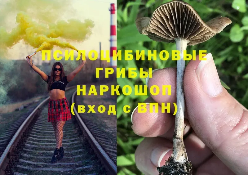 Галлюциногенные грибы Psilocybe  darknet Telegram  Ишимбай 